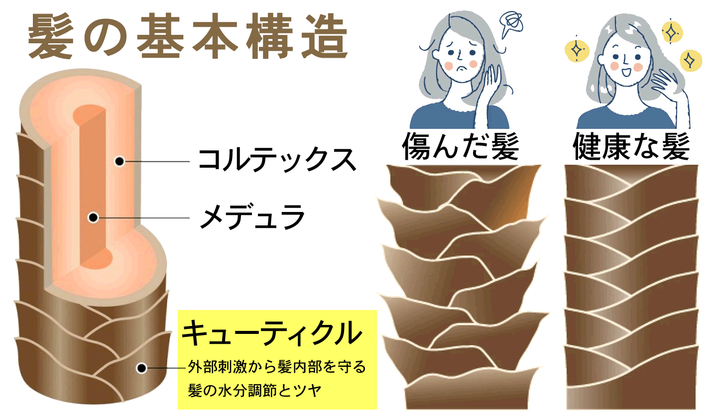 髪の構造