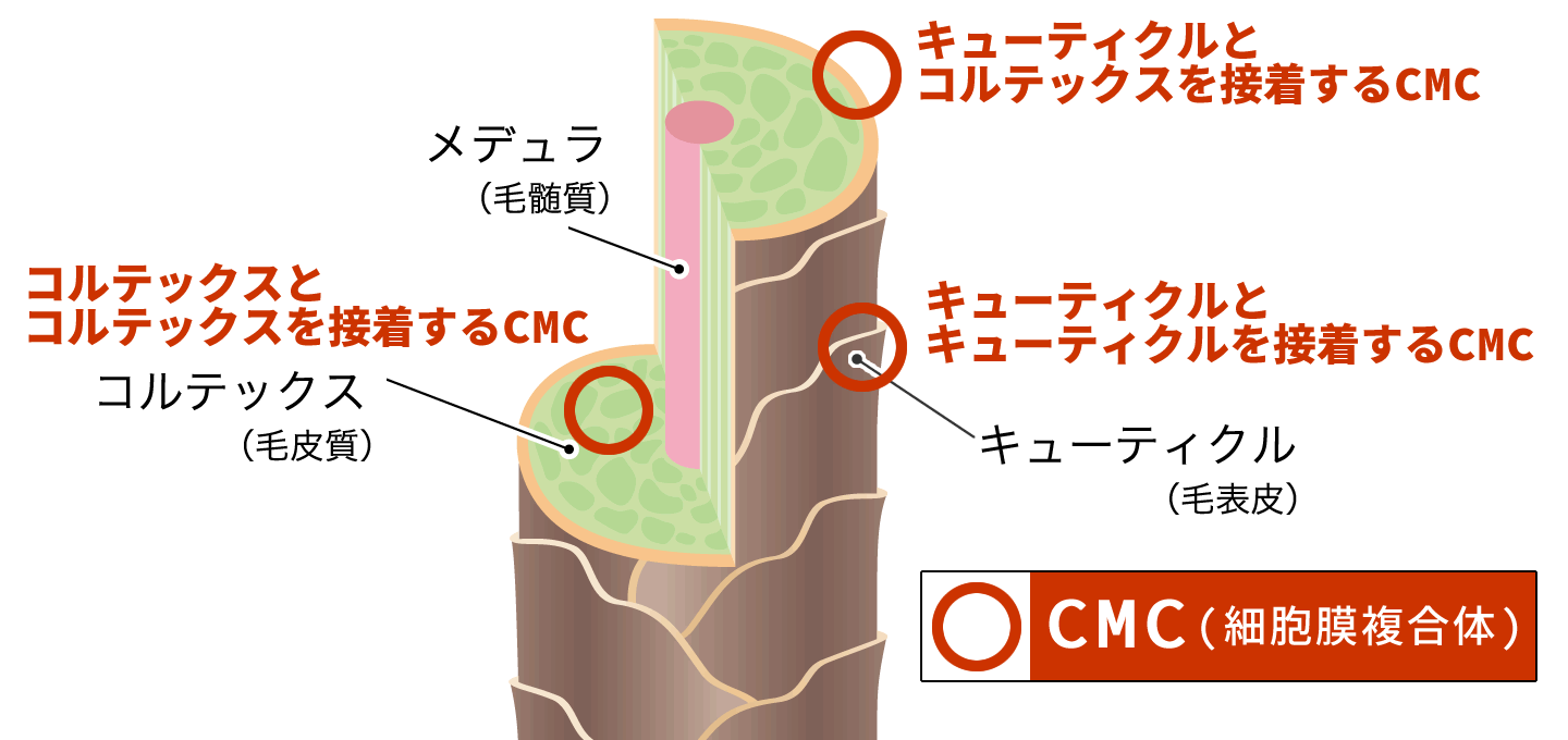 髪のCMC構造説明